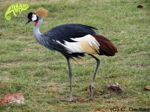 Crowned Crane_Amboseli